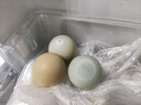 山雞蛋正宗七彩野山雞蛋新鮮五谷喂養山雞蛋農家營(yíng)養美味 甄選七彩野山雞蛋60枚 曬單實(shí)拍圖