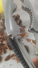 敘年核桃?jiàn)A子家用多功能開(kāi)堅果神器榛子剝殼工具吃松子鉗子板栗開(kāi)口器 黑色【雙夾口設計堅硬咬齒】 曬單實(shí)拍圖
