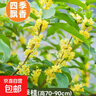 桂花樹(shù)苗盆栽室內四季桂花卉植物金桂丹桂庭院大樹(shù)濃香型綠植開(kāi)花 精品四季桂花60-70cm【原土球發(fā)貨】 曬單實(shí)拍圖