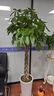 花財主大型植物 辮子發(fā)財樹(shù)綠蘿綠植 各種大盆栽吸甲醛盆栽開(kāi)業(yè)喬遷慶典 辮子發(fā)財樹(shù)1.5-1.7米 含盆 曬單實(shí)拍圖