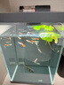 米家智能桌面魚(yú)缸濾芯三重生化過(guò)濾多層精濾雜質(zhì)清透水質(zhì)好濾材養好魚(yú) 曬單實(shí)拍圖