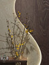 花翁鮮切花干枝年宵花卉水培植物 精選A級臘梅枝60cm5枝源頭直發(fā) 曬單實(shí)拍圖