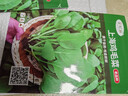 蔬菜種子大全山東壽光種籽春秋四季盆栽草莓油菜菠菜生菜白菜秋葵 彩虹田上海雞毛菜種子10克(約3000粒) 曬單實(shí)拍圖