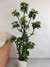 愛(ài)優(yōu)尚特級造型鴨腳木客廳大盆栽八方來(lái)財室內落地大型綠植高端源頭直發(fā) 曬單實(shí)拍圖