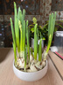漳州水仙花種球種子水養花卉球根大球室內外陽(yáng)臺冬季水培植物盆栽 精選水仙 （5顆）周長(cháng)16-20cm 曬單實(shí)拍圖