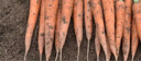老品種非轉基因胡蘿卜新鮮蔬菜寶寶零食土蘿卜現挖帶土農家土蘿卜 5斤 曬單實(shí)拍圖