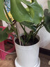 植男植女龜背竹客廳大盆栽大型綠植室內凈化空氣羅馬盆源頭直發(fā) 曬單實(shí)拍圖