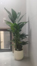 愛(ài)優(yōu)尚天堂鳥(niǎo)綠植盆栽客廳室內辦公室大型綠植好養凈化空氣源頭直發(fā) 曬單實(shí)拍圖