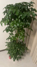 植男植女幸福樹(shù)造型綠寶盆栽綠色植物客廳室內大型綠植辦公室喬遷源頭直發(fā) 曬單實(shí)拍圖