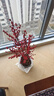 臨雅北美冬青盆栽帶紅果樹(shù)苗綠植室內盆景年宵真花植物2加侖源頭直發(fā) 曬單實(shí)拍圖