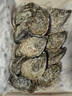 吉娜朵鮮活法國進(jìn)口活體生蠔12只N0/N1空運生鮮牡蠣 即食刺身 源頭直發(fā) 12N1 曬單實(shí)拍圖