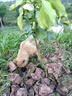 柚子樹(shù)苗紅心紅肉蜜柚嫁接三紅蜜柚果樹(shù)果苗南方北方種植當年結果 5年苗當年結果現挖帶土帶葉發(fā)貨（拍下備注品種） 81cm(含)-110cm(含) 曬單實(shí)拍圖