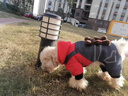 阿莫爾狗狗衣服冬季保暖加厚小熊背帶褲泰迪比熊雪納瑞小型犬貓咪四腳衣 背帶小熊裝 M 曬單實(shí)拍圖