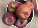 正宗25年新果云南昭通冰糖心丑蘋(píng)果新鮮水果現摘脆甜野生富士蘋(píng)果 10斤凈重85-90mm 曬單實(shí)拍圖