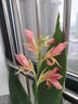 美人蕉花苗四季易養花卉盆栽室外庭院地栽植物花苗多年生 美人蕉花苗混色1株 曬單實(shí)拍圖