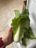 山東大棚直供四季種植小油白菜新鮮蔬菜綠葉菜現摘精選脆嫩清甜 優(yōu)選現摘小白菜（泡沫箱加保溫袋發(fā)貨） 3斤 曬單實(shí)拍圖