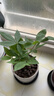 懶人水培綠植九里香綠蘿文竹室內易養凈化空氣花卉盆栽植物花卉 發(fā)財樹(shù)1顆【不含盆】土培水培皆可15-20cm 曬單實(shí)拍圖