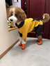 嬉皮狗（hipidog）大狗衣服中型大型犬狗狗衣服四腳衛衣寵物保暖拉布拉多金毛秋冬季 姜黃 7XL 建議60-75斤 曬單實(shí)拍圖