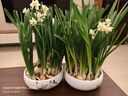 中夢(mèng)漳州水仙花種球冬季桌面室內外盆栽水培植物耐寒好養活花卉 漳州水仙大種球2粒  不含盆 曬單實(shí)拍圖
