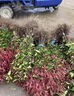 秉澤紅葉石楠球樹(shù)苗室外庭院別墅地栽小苗籬笆墻綠化苗四季耐寒好養活 紅葉石楠球 紅葉石楠苗20-40cm50棵 曬單實(shí)拍圖