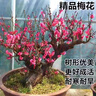 梅花盆栽老莊素心臘梅紅梅盆景庭院陽(yáng)臺耐寒植物室外花卉濃香型 5年紅梅 曬單實(shí)拍圖