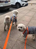 智宙狗繩牽引繩中小型犬狗背帶狗繩背帶式幼犬遛狗繩胸背帶貓咪牽引繩 橙色-S【建議3-6斤】 曬單實拍圖