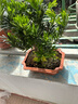 帶盆帶土 小葉羅漢松 樹(shù)樁盆栽盆景桌面 花卉 雀舌羅漢松樹(shù)苗 松柏造型盆景 羅漢松帶原盆原土 曬單實(shí)拍圖