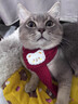 阿莫爾貓咪新年圍巾寵物喜慶圍脖紅色保暖中國風(fēng)口水巾圍兜狗狗過(guò)年裝飾 針織白熊 曬單實(shí)拍圖