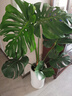 愛(ài)優(yōu)尚龜背竹盆栽客廳室內辦公室大型綠植盆景凈化空氣吸甲醛源頭直發(fā) 曬單實(shí)拍圖