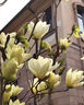 玉蘭花樹(shù)苗帶花苞四季玉蘭花樹(shù)苗庭院別墅風(fēng)景樹(shù)綠化耐寒室外花卉 白玉蘭粗2公分高1.3米【帶土球當年開(kāi)花 不含盆 曬單實(shí)拍圖