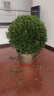 翩然冬青球樹(shù)苗地栽耐寒植物大葉黃楊球型庭院別墅圍墻籬笆樹(shù)綠化苗木 冬青球【70cm左右冠幅】【帶土球】 曬單實(shí)拍圖
