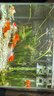 觀(guān)賞魚(yú)金魚(yú)鶴頂紅招財活體獅子頭好養鴻運當頭冷水淡水魚(yú)苗小型 鴻運當頭8-11cm 9條 顏色隨機 曬單實(shí)拍圖