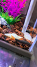 黃金女王 魚(yú)缸清潔工魚(yú)觀(guān)賞魚(yú)金苔鼠魚(yú)缸除藻糞便鼠魚(yú)工具魚(yú)活體魚(yú) 4-6cm金苔鼠魚(yú)2條+彩虹鯊2條 曬單實(shí)拍圖