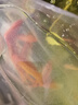 草金魚(yú)好養耐活長(cháng)尾大紅草觀(guān)賞魚(yú)錦鯉活體冷水魚(yú)淡水魚(yú)金魚(yú)紅草魚(yú) 13-15cm8條 曬單實(shí)拍圖