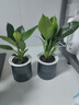 大葉金鉆綠公主盆栽植物除甲醛綠植辦公室四季常青室內客廳擺放全 【1盆】金鉆+灰繁星吸水盆 含盆高度15-20厘米 曬單實(shí)拍圖