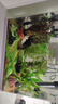 勝畫(huà)魚(yú)缸水草植物直接入缸真水草凈化竹節草蜈蚣草懶人養魚(yú)水草造景 【入缸成景套餐B】適合30-40CM缸 曬單實(shí)拍圖