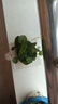金錢(qián)草 盆栽銅錢(qián)草水培植物辦公室面盆栽金錢(qián)草花卉室內水養綠 精品大葉銅錢(qián)草帶葉1盆【不含盆】 曬單實(shí)拍圖