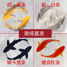 錦鯉魚(yú)金魚(yú)活魚(yú)黃金鯉黑錦鯉紅色魚(yú)白錦鯉小型耐活好養冷水蝴蝶鯉 12-14cm黑白紅黃四色4條 曬單實(shí)拍圖