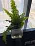 波士頓蕨盆栽綠植室內辦公室四季常青凈化空氣懶人好養花卉植物 波斯頓蕨+糖果樹(shù)脂吸水盆 含盆 曬單實(shí)拍圖