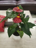 紅掌盆栽白粉掌一帆風(fēng)順帶花特大號花卉室內客廳面水培植物好養 約30cm精品紅掌-圓柱玻璃瓶 帶盆栽好 曬單實(shí)拍圖
