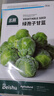 北蔬 孢子甘藍種子苗小卷心菜包菜冬季蔬菜種籽 綠孢子甘藍種子約60粒 曬單實(shí)拍圖