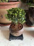 耘淘小葉赤楠盆栽老樁客廳花卉綠植室內桌面盆景老樁臥室盆栽盆景 精品小葉赤楠+蓮花古陶盆+方底托 曬單實(shí)拍圖