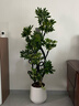 佳賀（JIAHE）鴨腳木綠植客廳大盆栽落地辦公室盆栽室內喬遷花卉盆栽 【1.3-1.5m】6-8頭造型鴨腳木-聚寶盆白 含盆（推薦） 曬單實(shí)拍圖