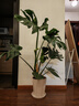 愛(ài)優(yōu)尚龜背竹盆栽客廳室內辦公室大型綠植盆景凈化空氣吸甲醛源頭直發(fā) 曬單實(shí)拍圖