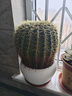 金虎狂刺仙人球盆栽植物綠植金虎超盆栽大盆栽辦公室仙人掌 直徑27厘米左右 不含盆 曬單實(shí)拍圖