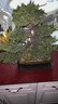 迎客松盆景真樹(shù)盆栽擺件玄關(guān)茶桌辦公室書(shū)房綠植造型盆景四季長(cháng)青 七片凌云 打木架發(fā)貨 含盆 曬單實(shí)拍圖