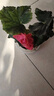 麗格海棠重瓣大花盆栽紅玫瑰室內客廳陽(yáng)臺四季開(kāi)凈化空氣好養花卉 【開(kāi)花爆盆】玫紅色 麗格海棠帶花苞 不含盆 曬單實(shí)拍圖