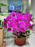 唯愛(ài)鮮花【全國小時(shí)達】鮮花同城配送大花蝴蝶蘭盆栽蘭花生日禮物商務(wù)朋友 【紫定發(fā)財】6株蝴蝶蘭盆栽（花盆類(lèi)似） 曬單實(shí)拍圖