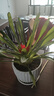種花迷鴻運當頭盆栽花卉植物室內花客廳鳳梨水培植物鴻運當頭綠植帶花 鴻運當頭【簡(jiǎn)易盆】 曬單實(shí)拍圖