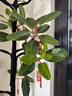 嘆為觀(guān)止大型盆栽金錢(qián)榕百合竹金錢(qián)樹(shù)發(fā)財樹(shù)清香木辦公室內落地款中型植物 造型孟加拉榕1.6—1.8米 含盆 曬單實(shí)拍圖